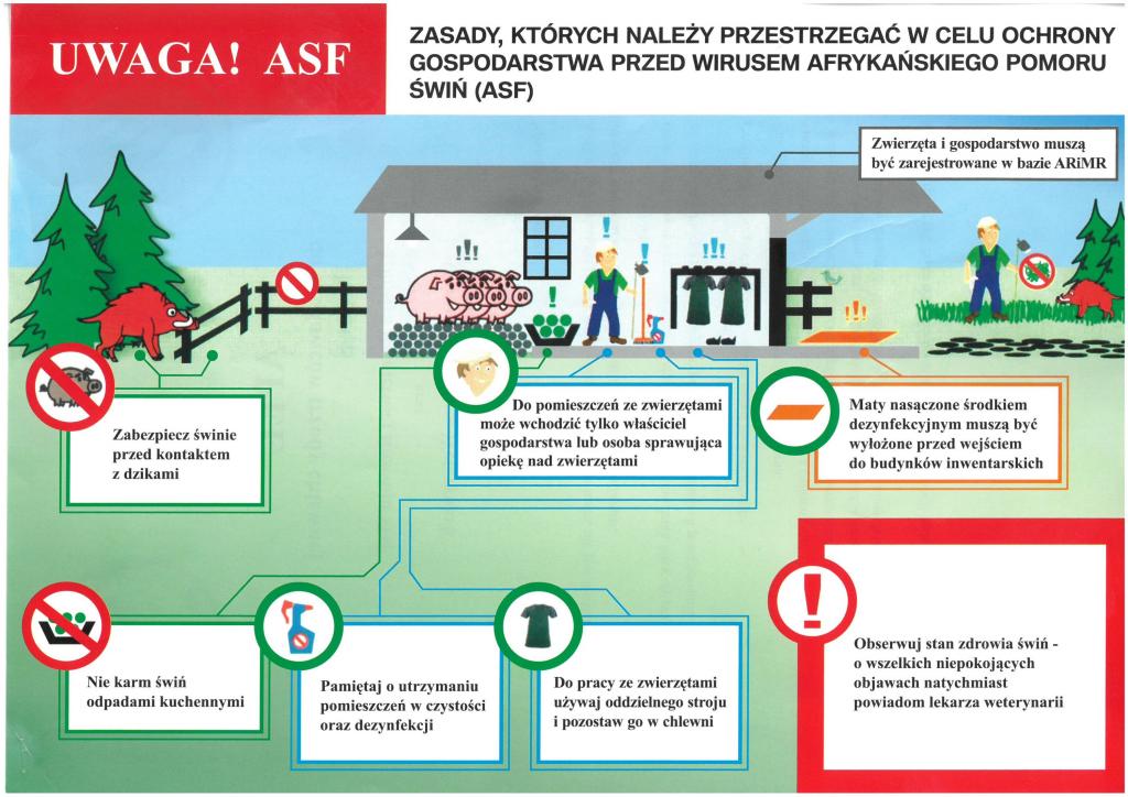 Postępowanie w przypadku znalezienia padłego dzika